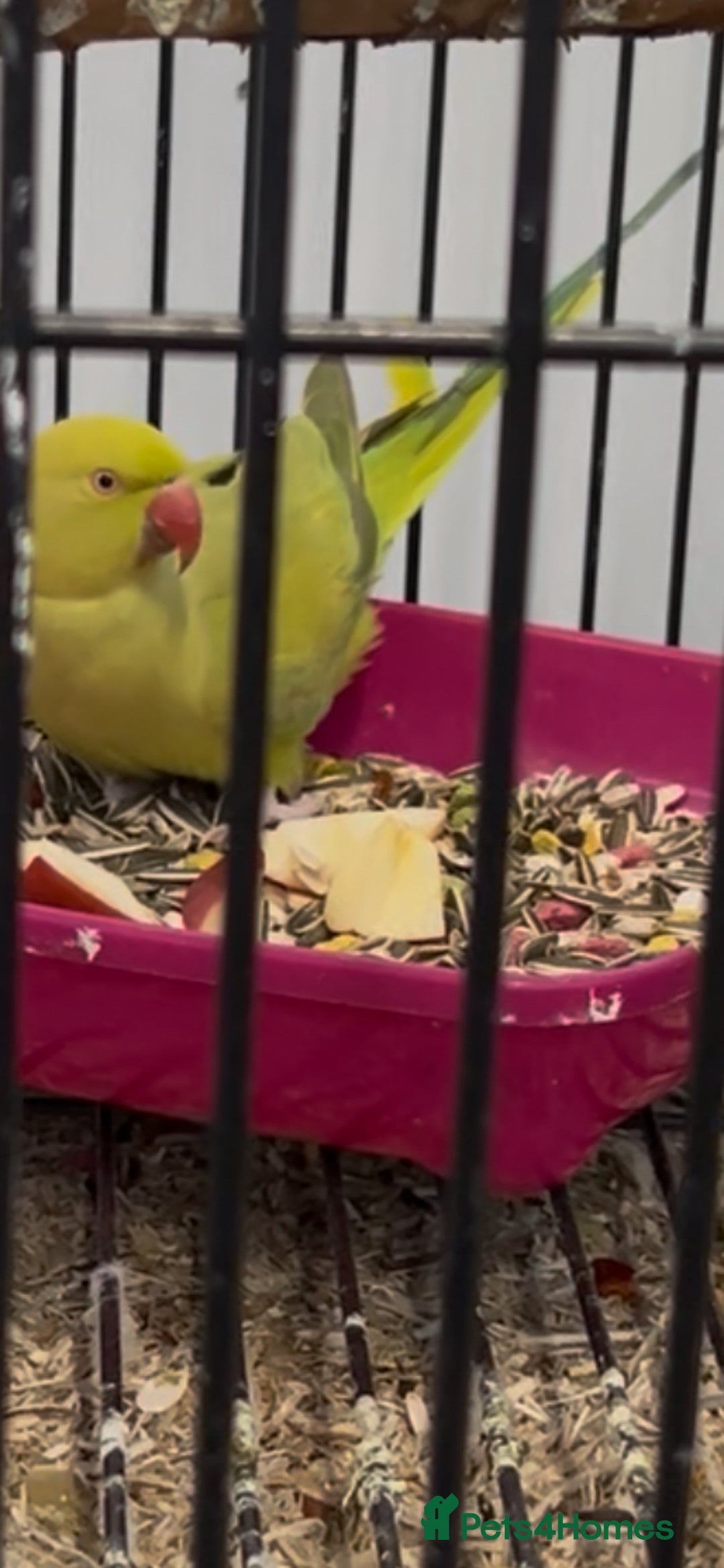 Ringnecks birds for sale: Stunning Baby Indian Ringnecks  - Advert 2