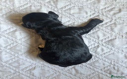 Cockapoo dogs for sale: Beautiful F1 Cockapoo  - Image 10