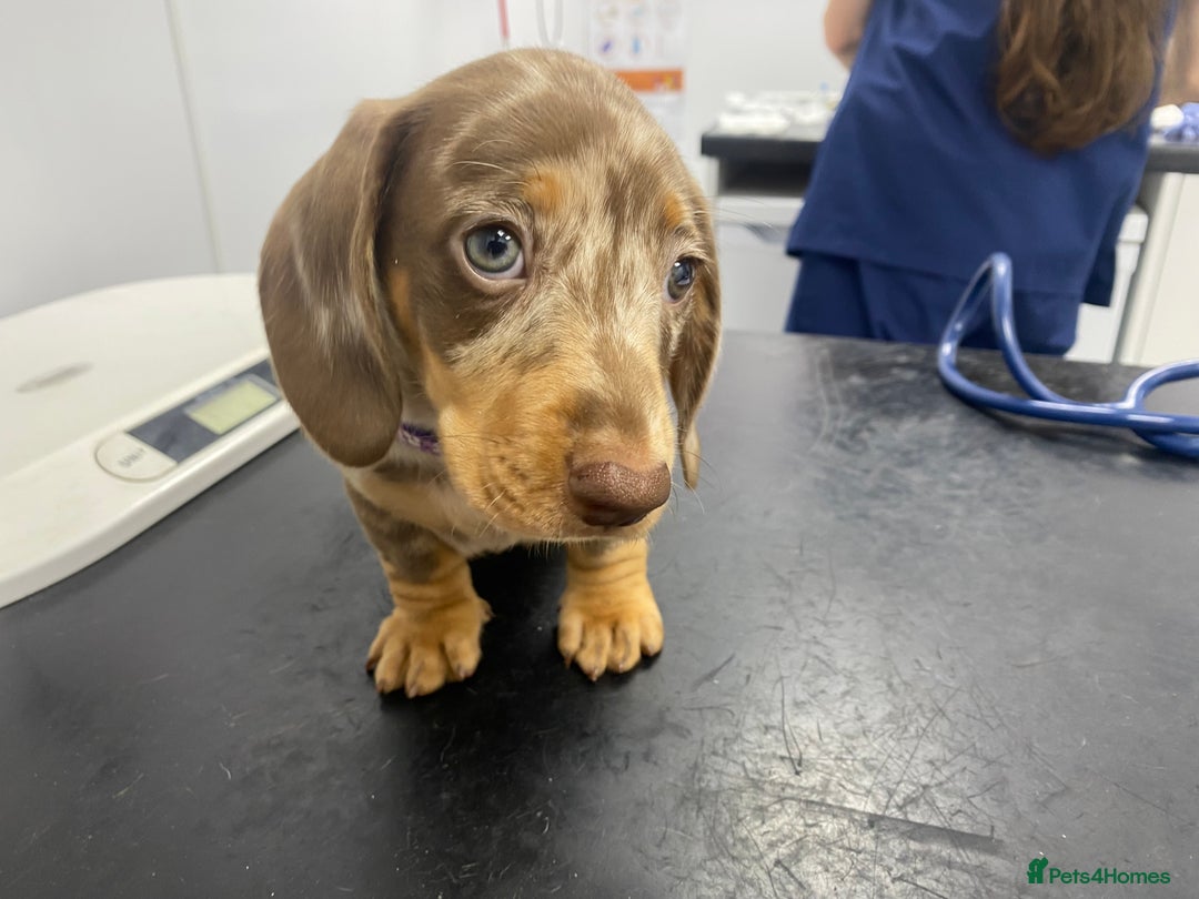 Miniature Dachshund dogs for sale: READY NOW PRA CLEAR DACHSHUND PUPPIES - Image 25