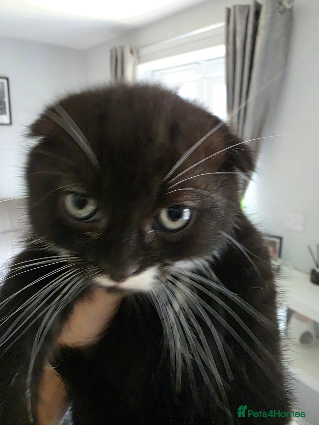Scottish Fold cats for sale: Gorgeous and playing Scottish Fold cross kittens  - Image 10