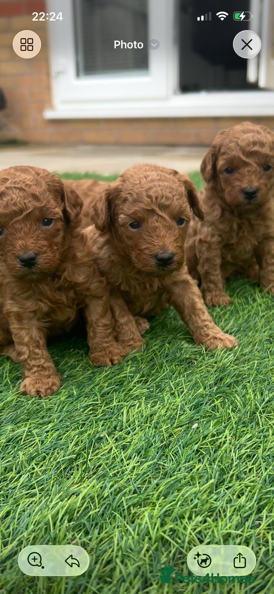 Toy Poodle dogs  KC REGISTERED Beautiful Red Toy poodle puppies  - Advert 17