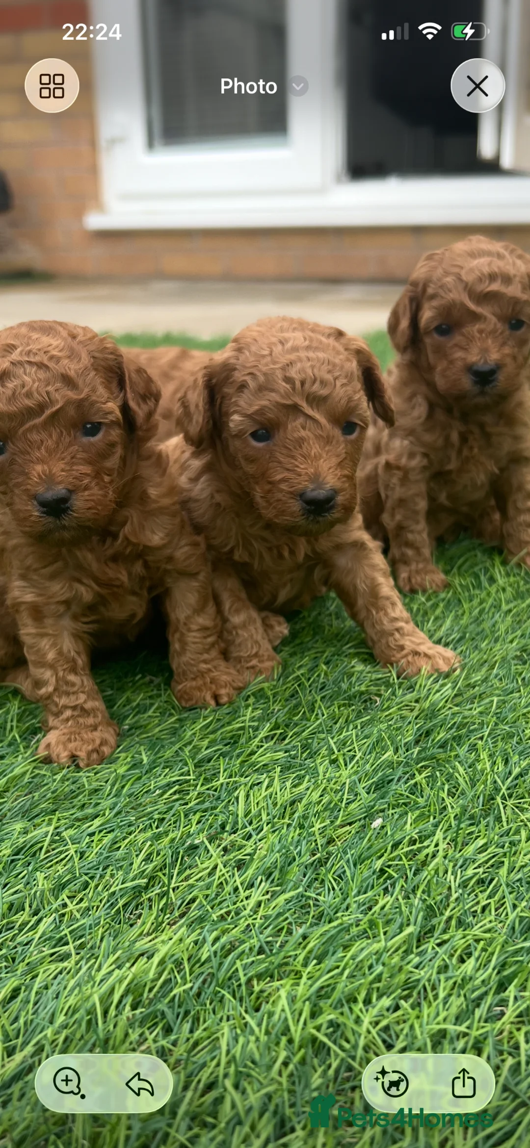 Toy Poodle dogs for sale:  KC Beautiful Red Toy poodle puppies 1 available  - Advert 1
