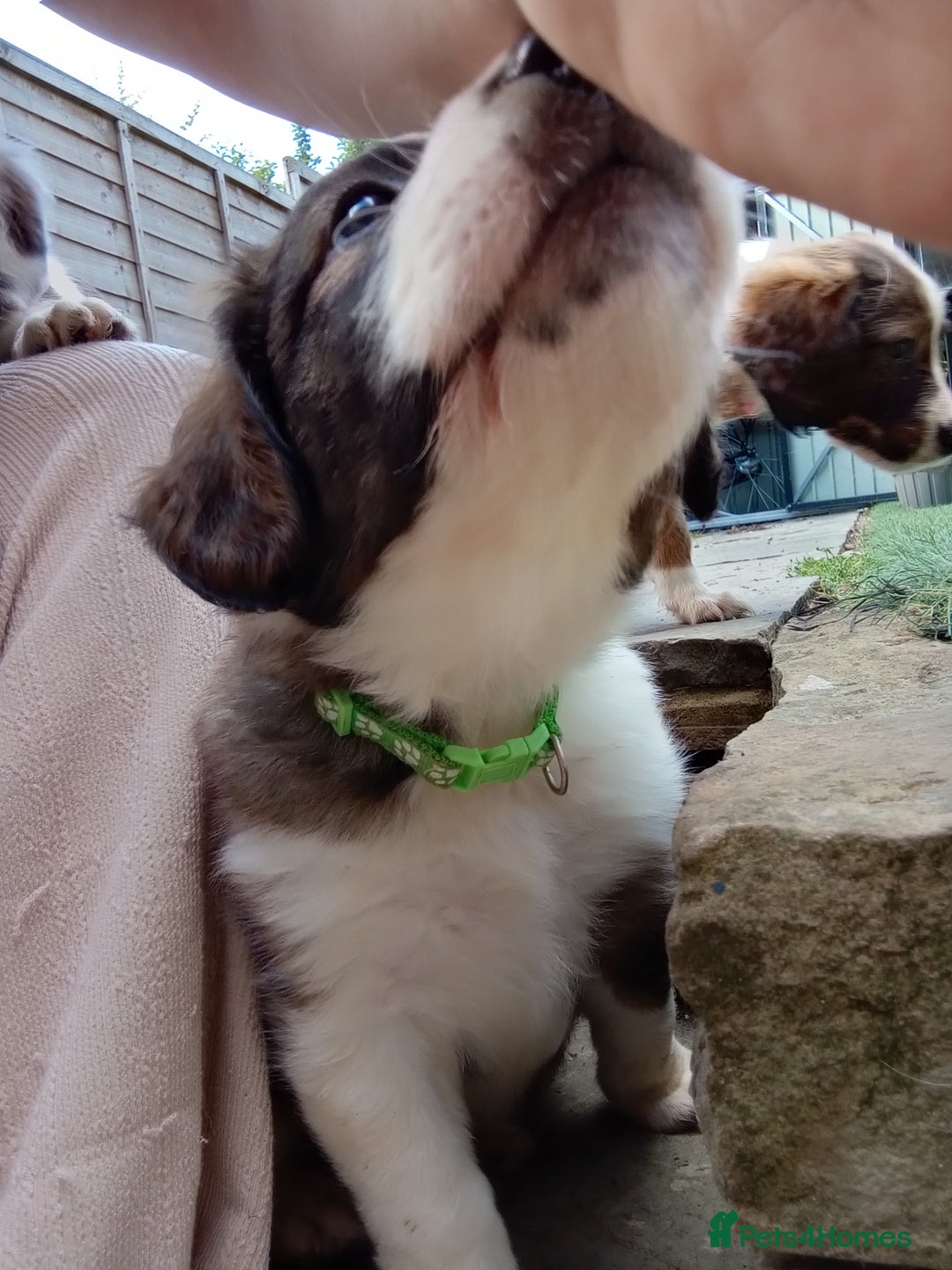 Mixed Breed dogs for sale: Beautiful Cocker X Collie Pups  - Image 29