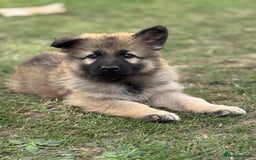 German Shepherd dogs for sale: STUNNING GSD PUPPIES, 2 BOYS AVAILABLE  - Image 5