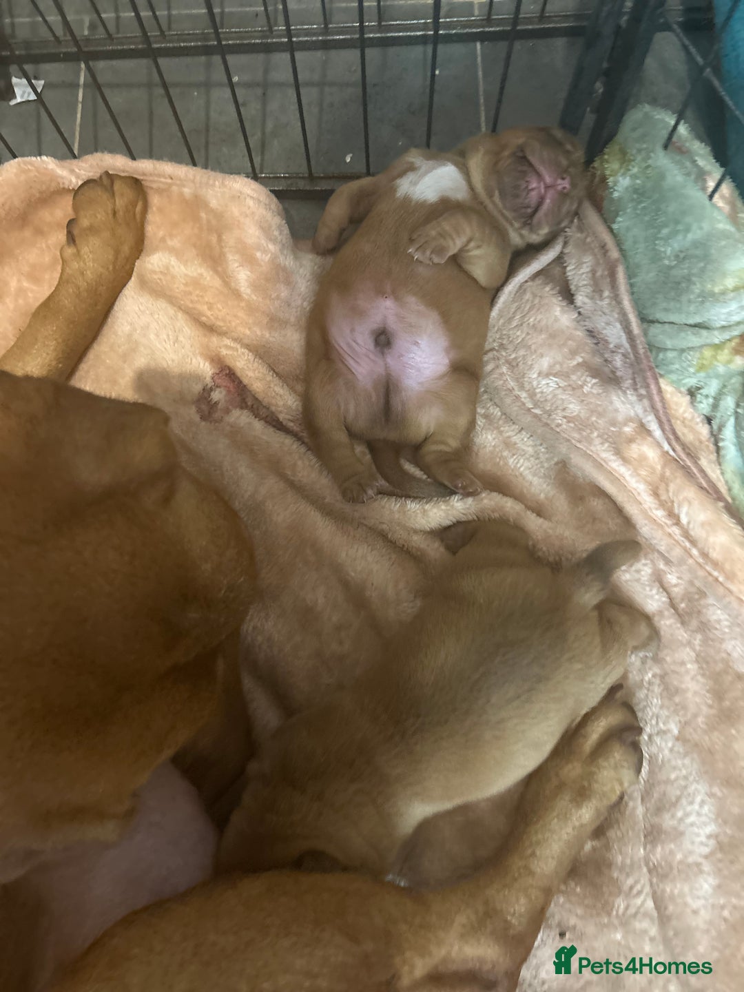 Dogue De Bordeaux dogs for sale: Dogue de Bordeaux pups - Image 7