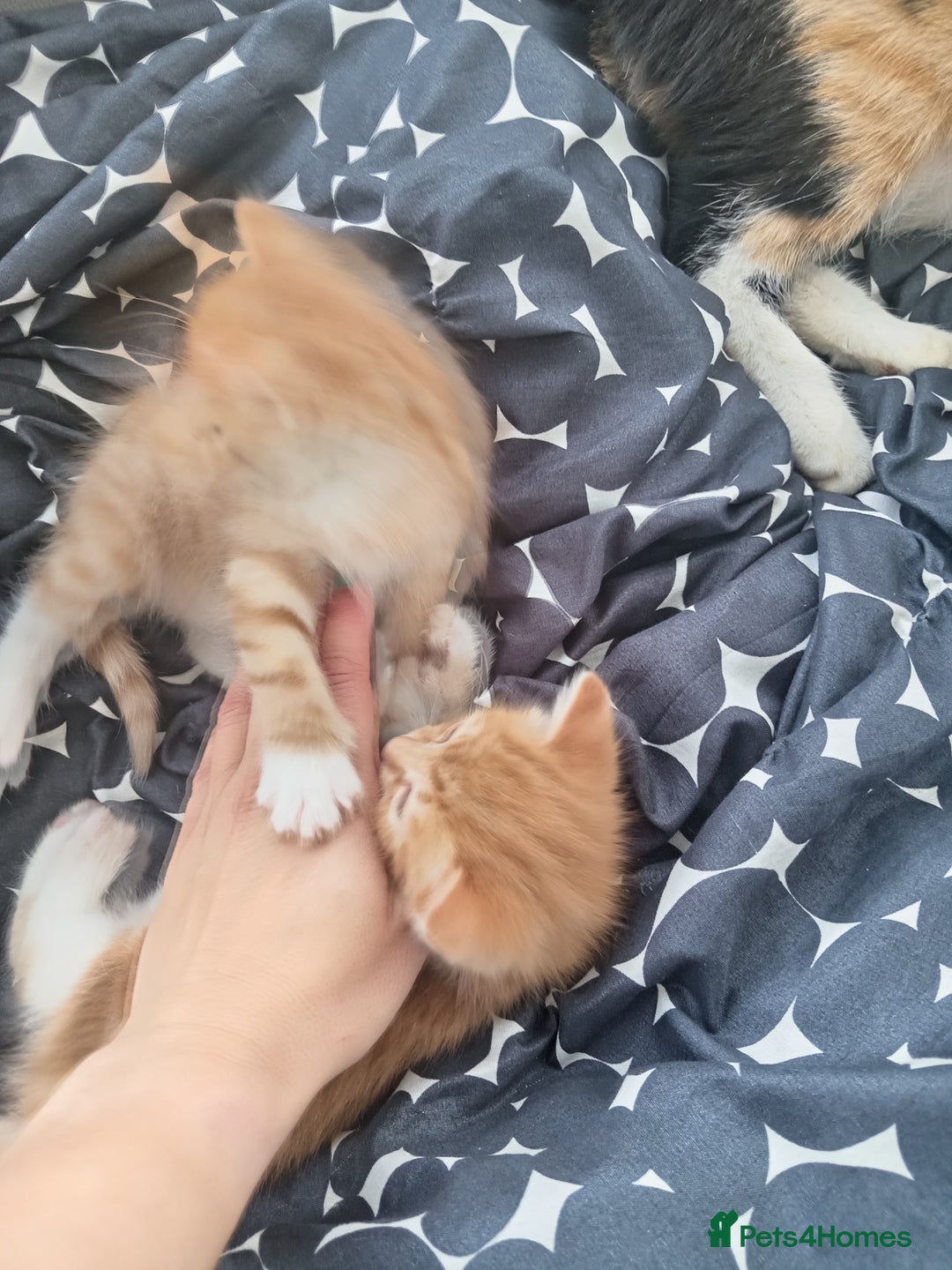 Mixed Breed cats for sale: kittens  - Advert 2