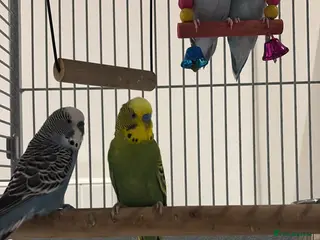 Mixed Breed birds FOR SALE - Advert 9