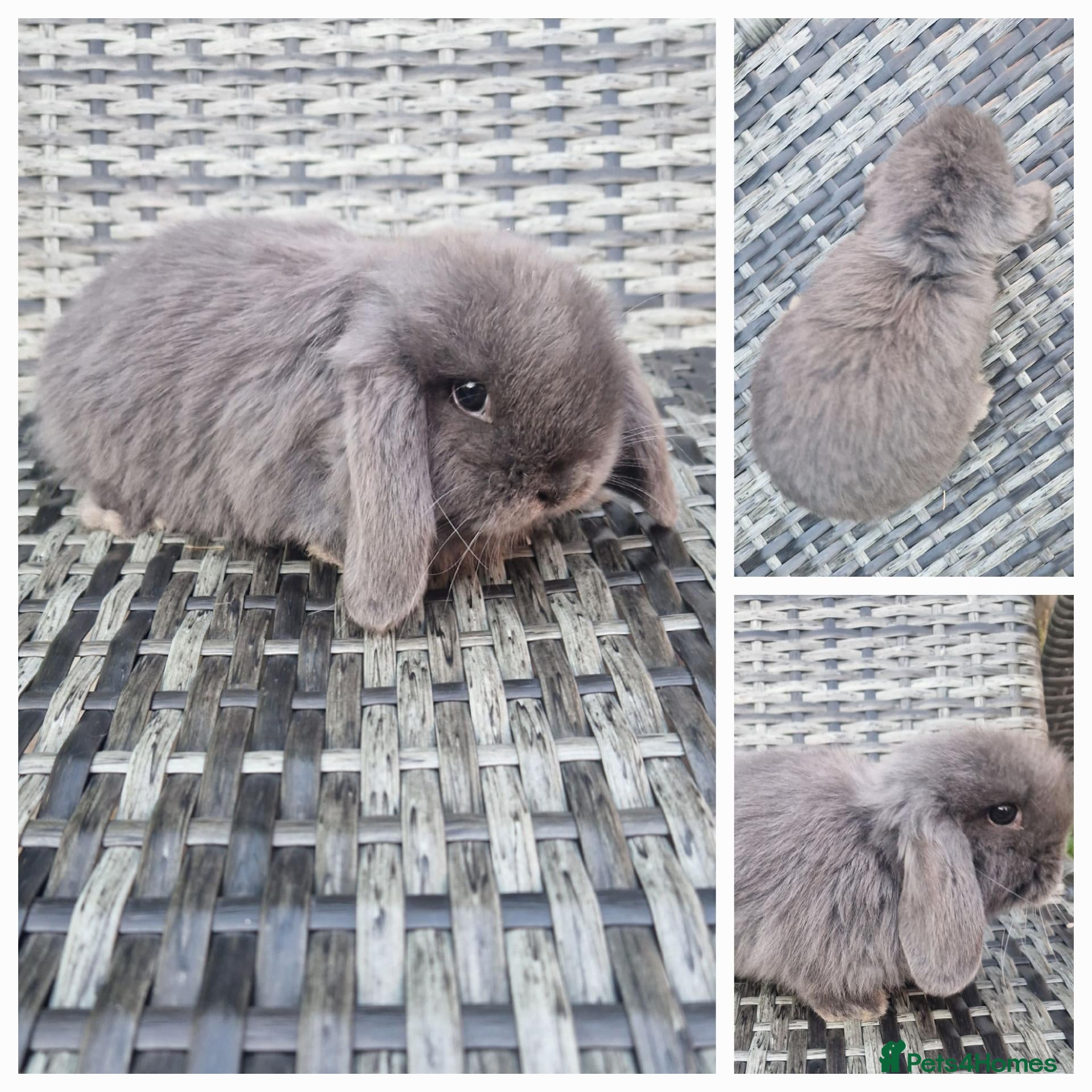 Mini Lop rabbits AVAILABLE Mini Lop Bunnies - Advert 1