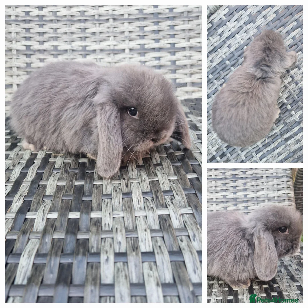Mini Lop rabbits for sale: AVAILABLE Mini Lop Bunnies - Advert 1