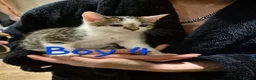Mixed Breed cats for sale: 6 kittens * Ready Now * in Telford - Advert 16