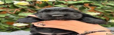 Cocker Spaniel Puppy 1