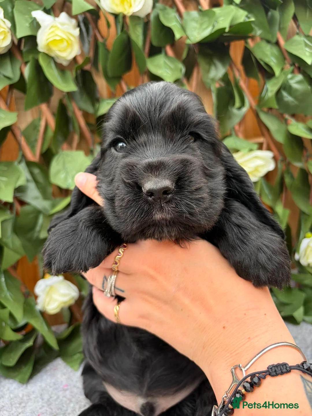 Cocker Spaniel dogs for sale: READY NOW😍 line quality show cockers - Advert 28