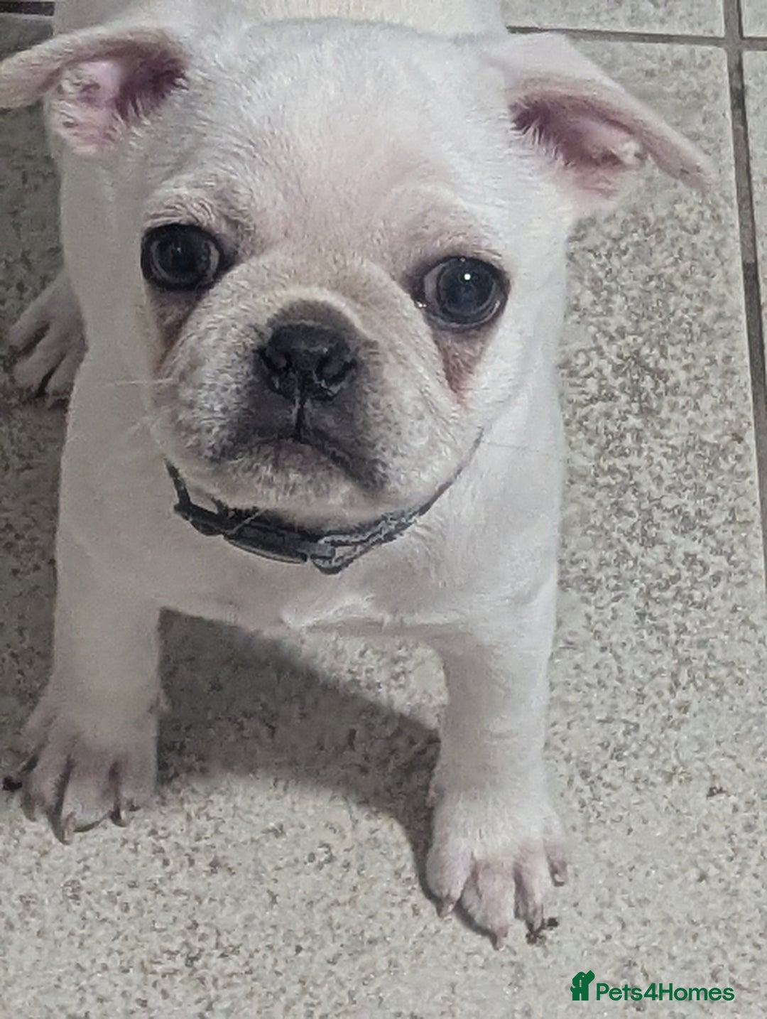 Mixed Breed dogs for sale: Male frug - Advert 2