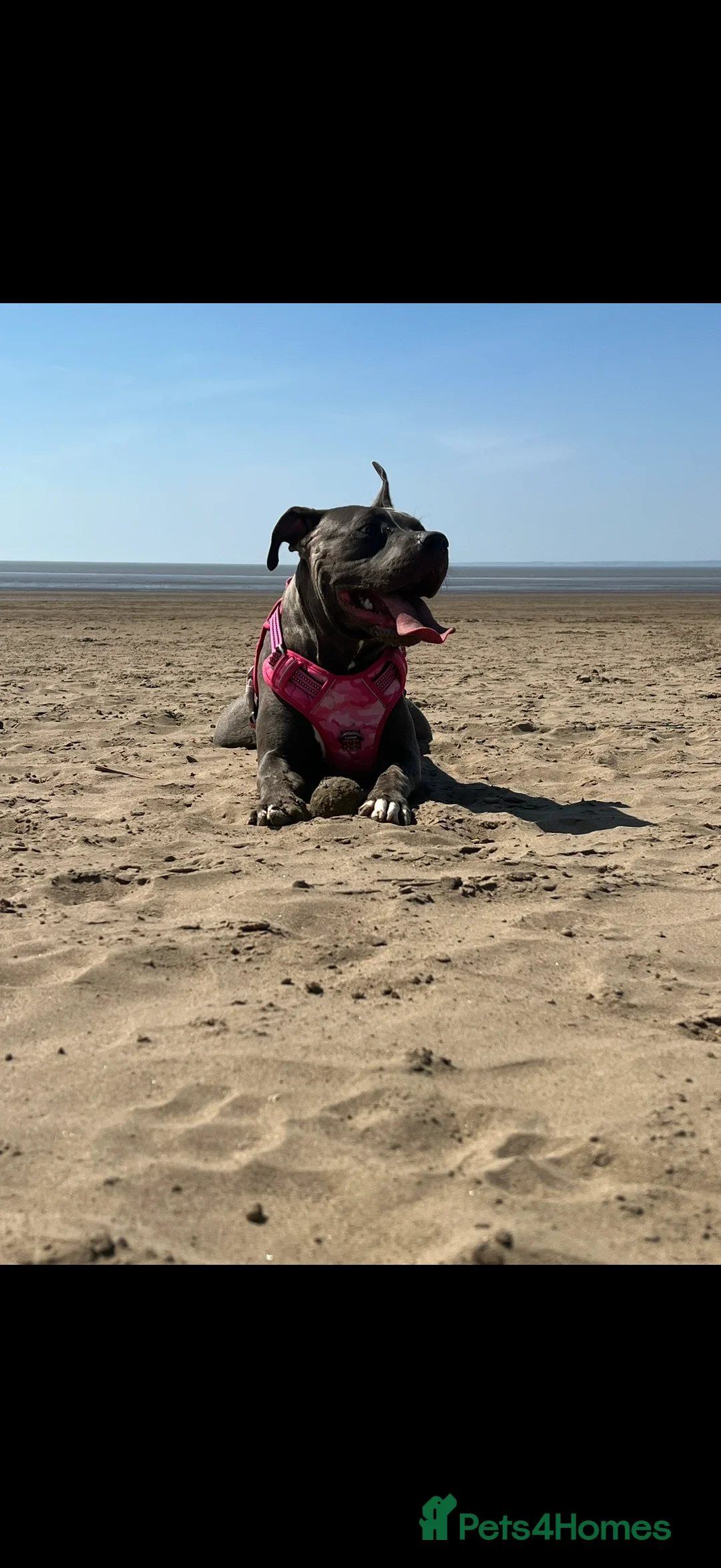 American Bully dogs for sale: American bully classic puppies for sale  - Advert 3