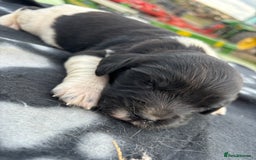 English Springer Spaniel dogs for sale: Gorgeous marked English Springer Spaniel pups  - Image 23