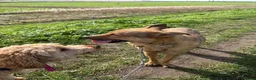 Mixed Breed dogs for adoption: Toffee - Norwich Norfolk  in Norwich - Advert 10