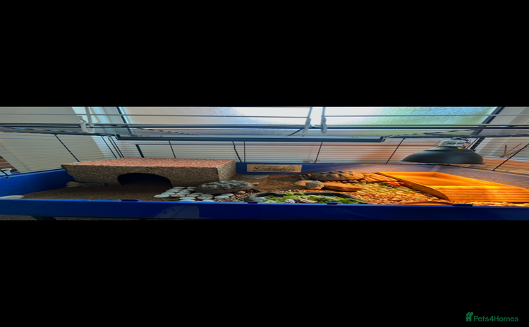 Tortoise reptiles - Advert 10