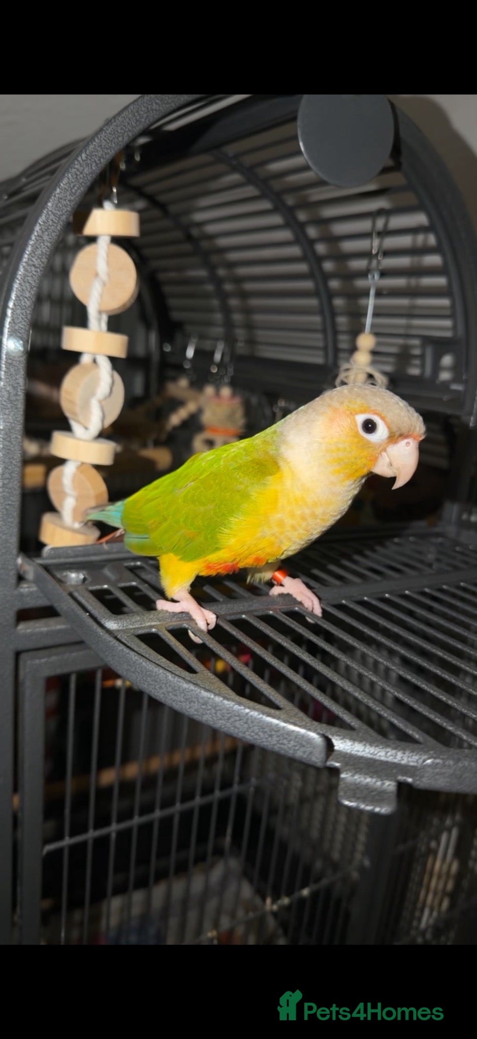 Conures birds Kiwi green cheek conure - Advert 1