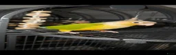 Conures birds for sale: Kiwi green cheek conure in Bootle - Advert 1