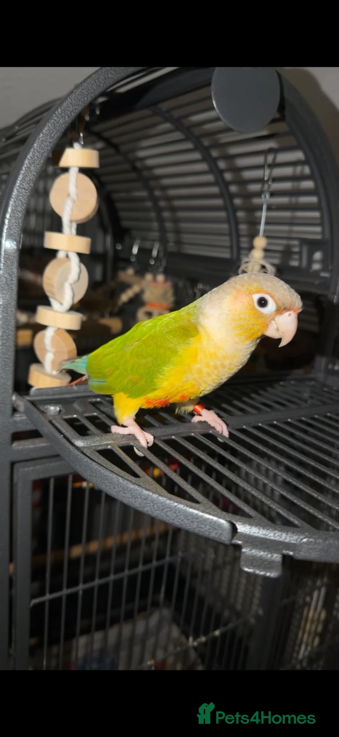 Conures birds for sale: Kiwi green cheek conure in Bootle - Advert 1