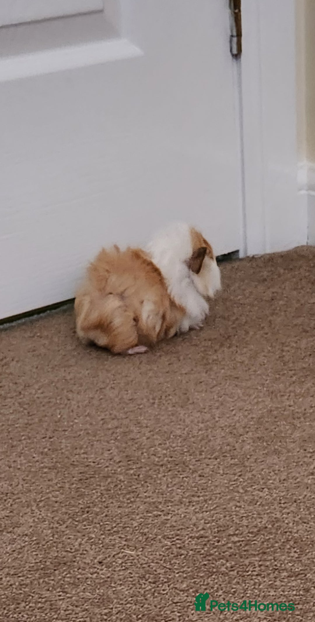 Guinea Pig rodents for sale: Adorable Guinea Pig - Image 4