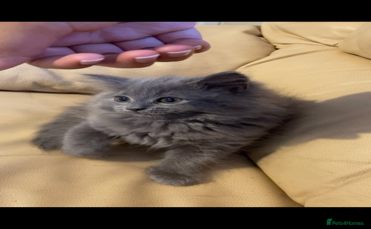British Longhair cats - Advert 1