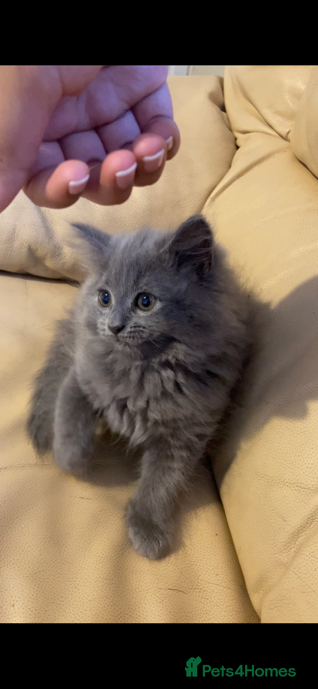 British Longhair cats for sale: Beautiful British blue kittens  - Image 1