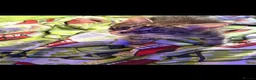 Mixed Breed cats for sale: Gorgeous kittens - Advert 14