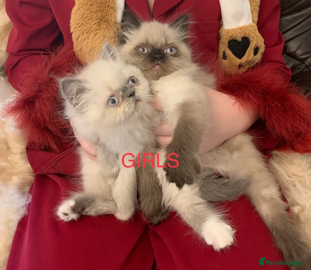 Persian cats for stud: For stud  - Advert 5