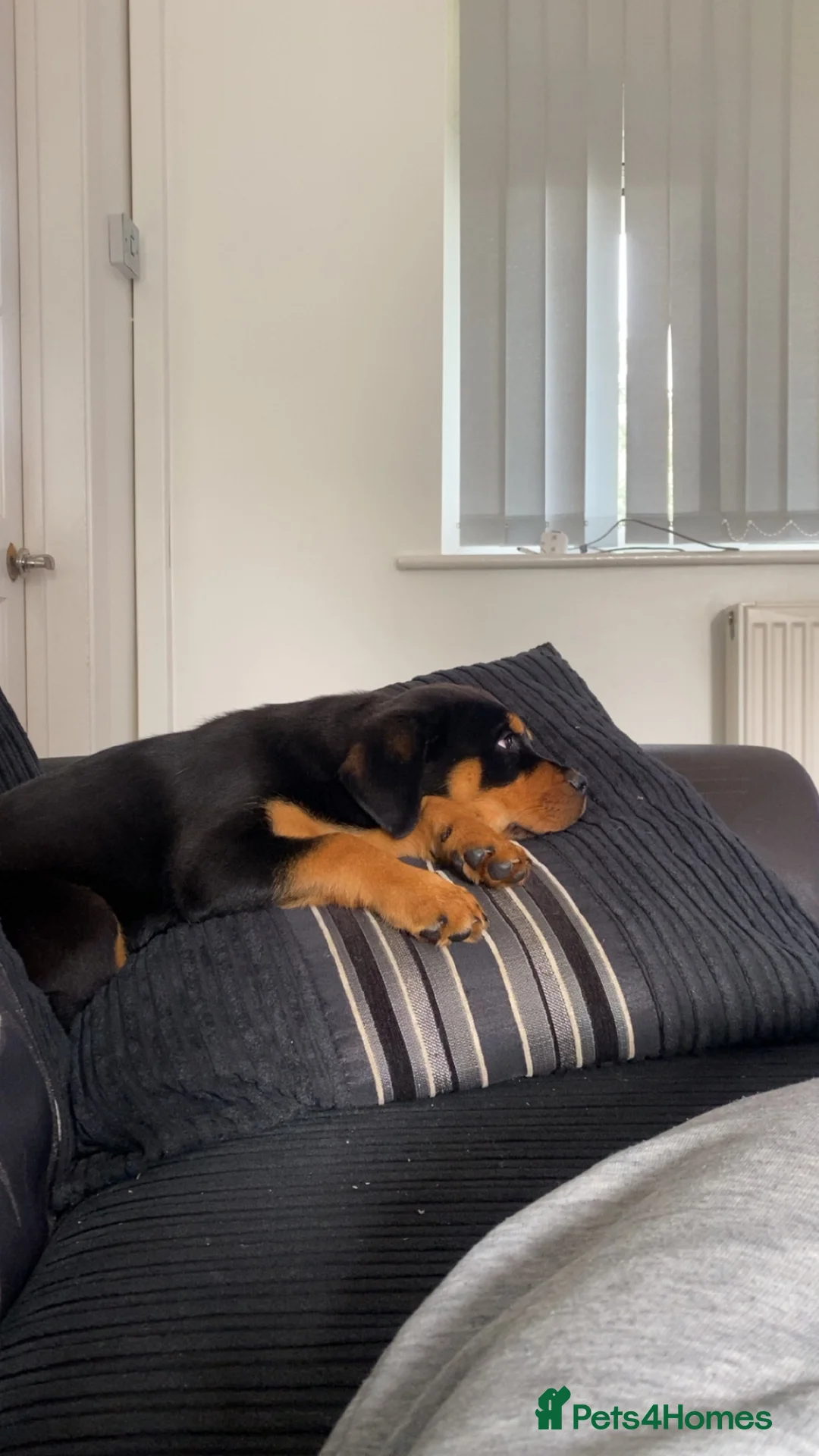 Rottweiler dogs for sale: Beautiful Rottweiler Girl in Doncaster - Advert 5