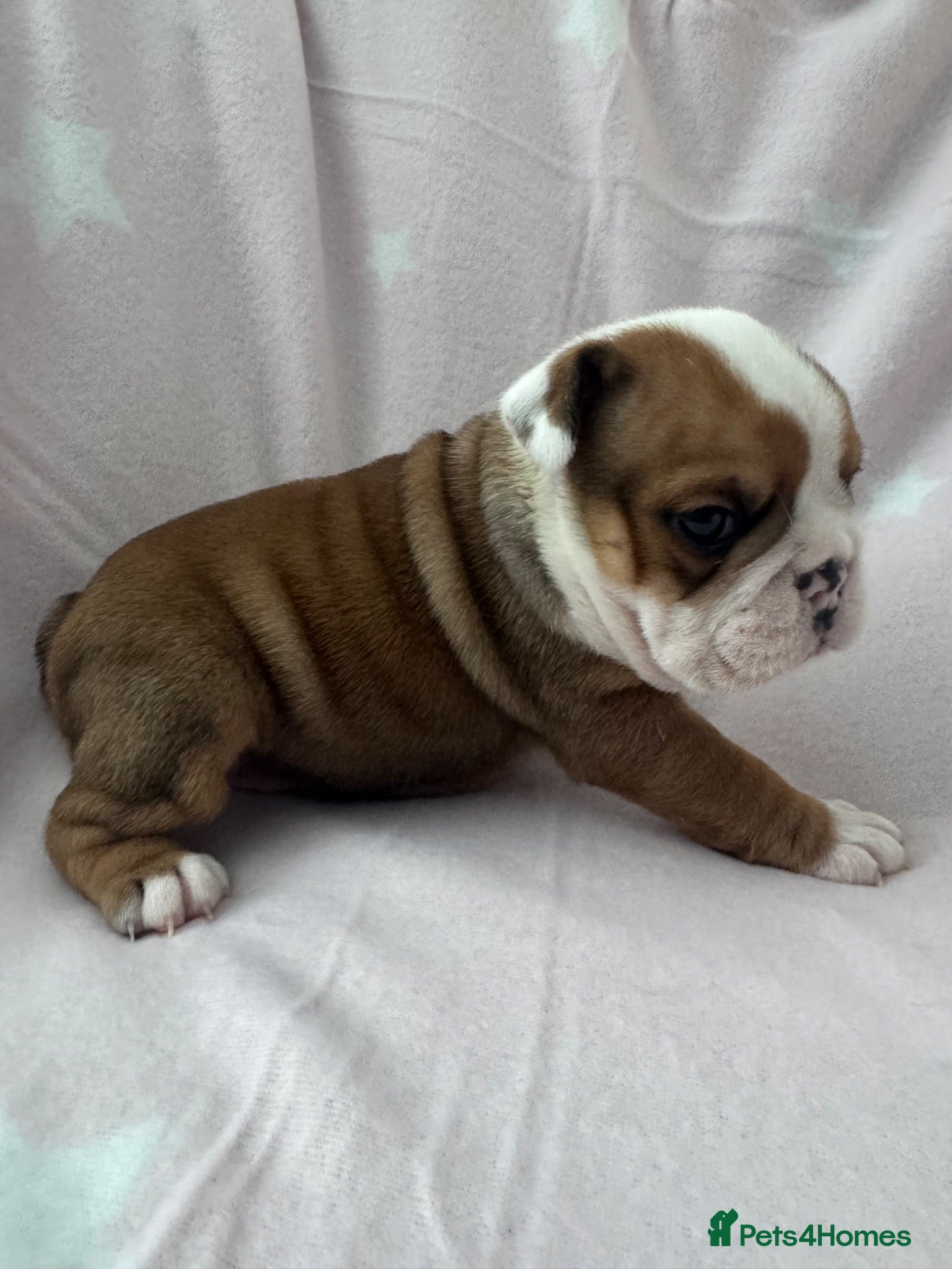 English Bulldog dogs Red/White KC Reg Female English Bulldog Puppy - Advert 1