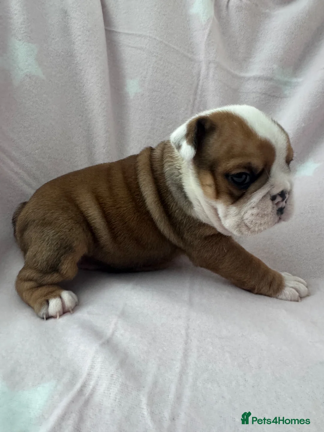 English Bulldog dogs for sale: Red/White KC Reg Female English Bulldog Puppy - Advert 1
