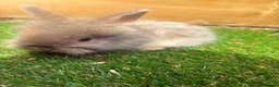 Angora rabbits for sale: English angora babies  in Stoke-on-Trent - Advert 8