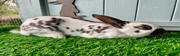 English Spot rabbits for sale: English Spot Rabbits - Advert 2