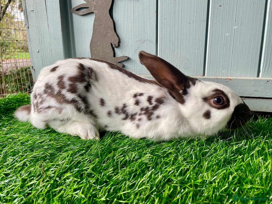 English Spot rabbits for sale: English Spot Rabbits - Advert 2