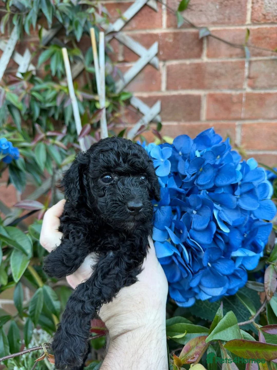 Toy Poodle dogs for sale: ⭐Quality KC Toy Poodle Pups⭐ - Advert 3