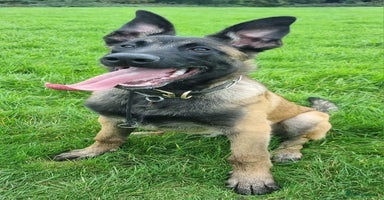 Belgian Shepherd Dog dogs - Advert 9