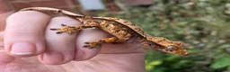 Gecko reptiles for sale: Various crested geckos - Advert 18