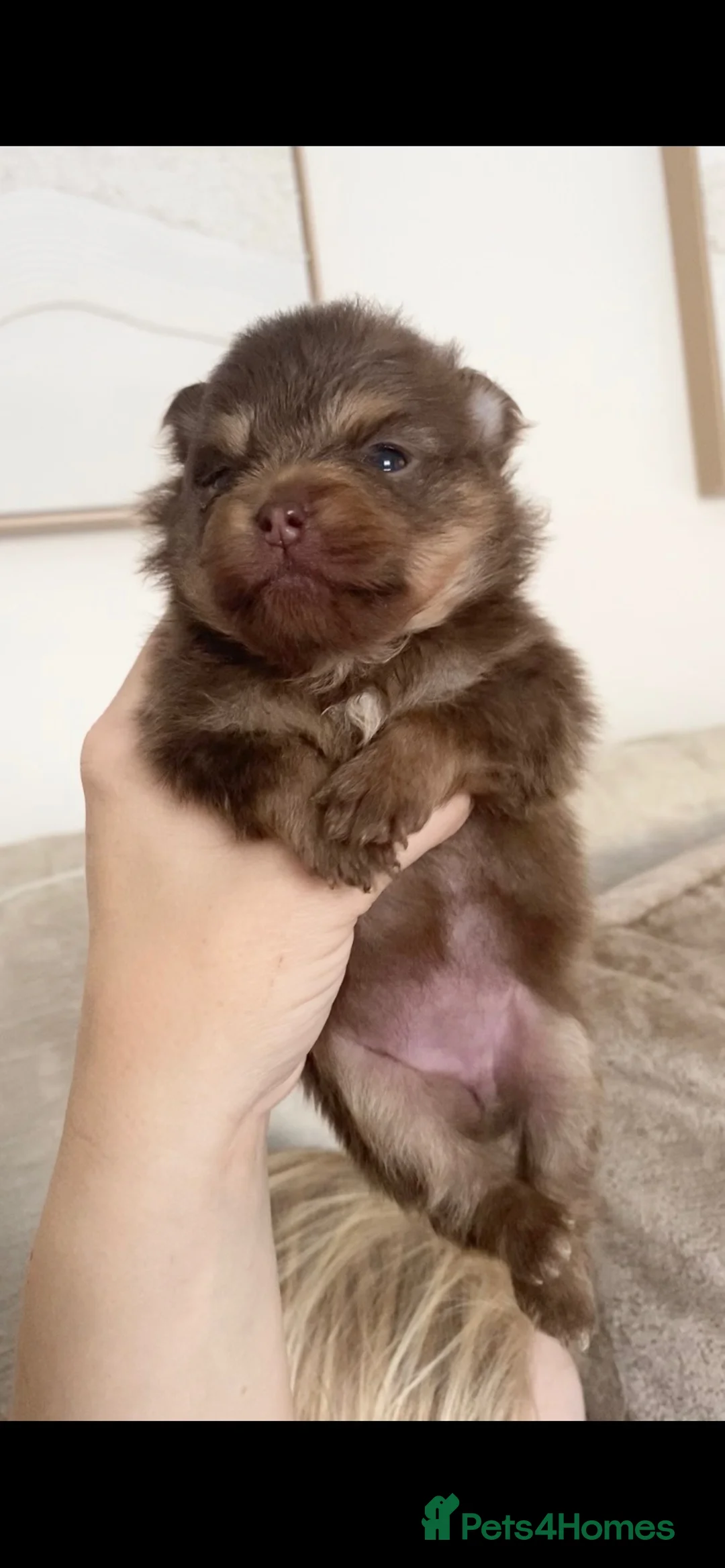 Pomeranian dogs for sale: 🐻 TEDDY BEAR POMERANIAN PUPPYS 🐻 - Advert 23