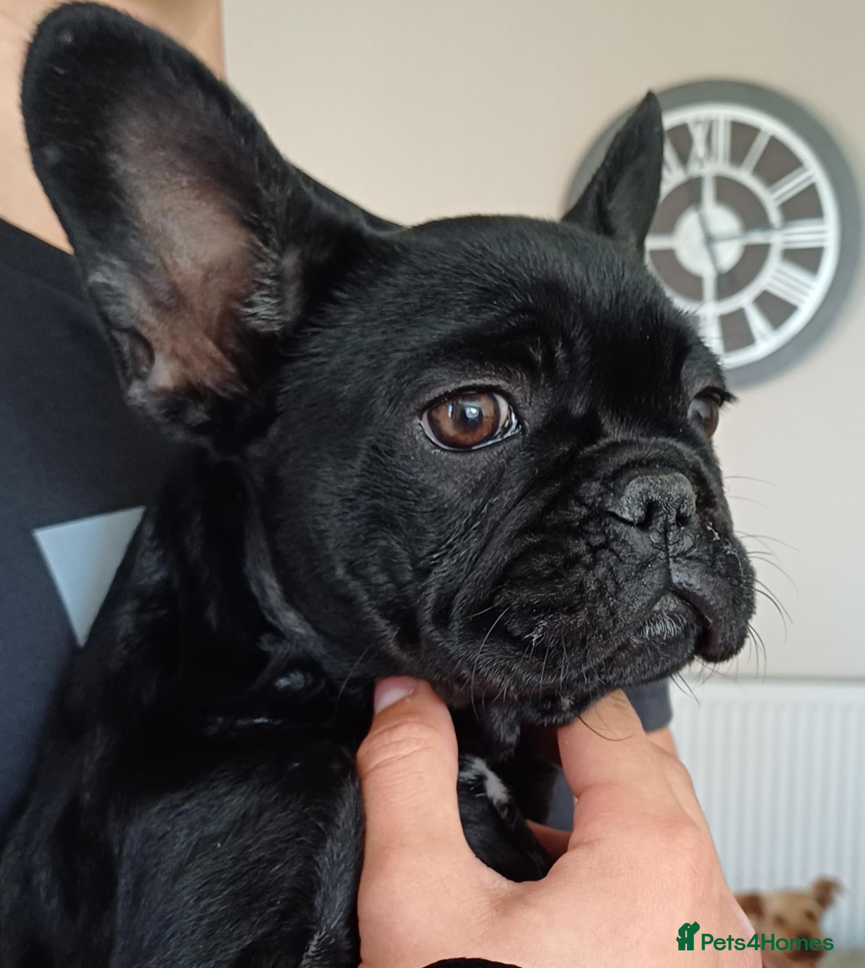French Bulldog dogs Loving female puppy (Luna)  - Advert 8