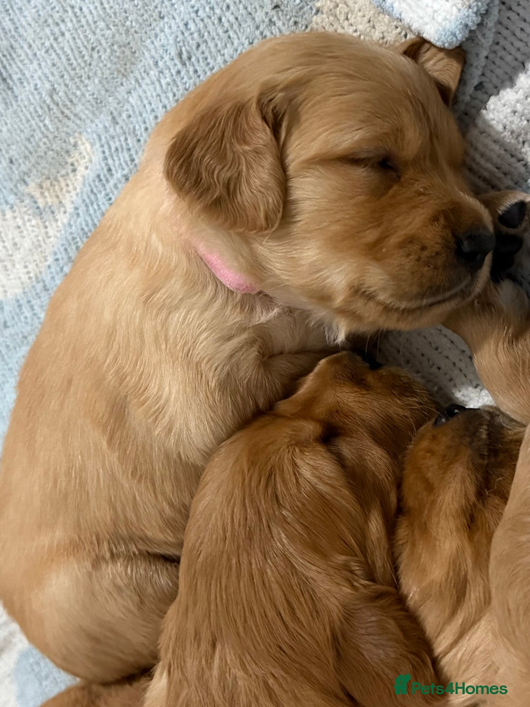 Golden Retriever dogs for sale: Dark Red Golden Retriever Pups  - Image 27