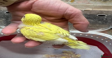 Budgerigars birds Albino and Lutino Girl Chicks Ready Mid December  - Advert 4