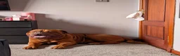 Dogue De Bordeaux dogs for sale: Thor and storm  in Mauchline - Advert 11