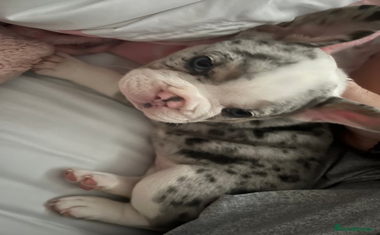 French Bulldog dogs - Advert 2