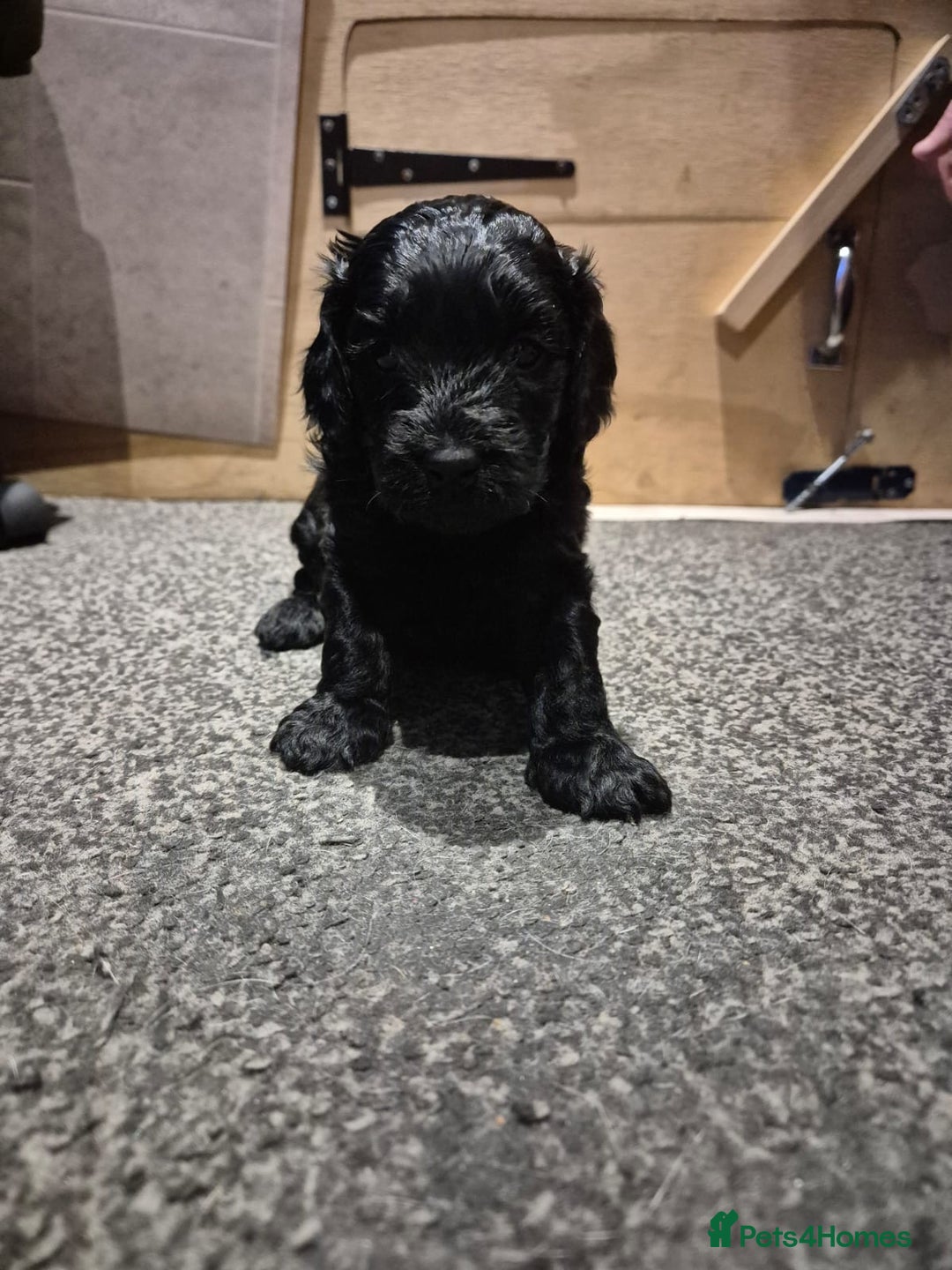 Cockapoo dogs for sale: 2 girls Miniature cockapoo puppies for sale - Advert 3