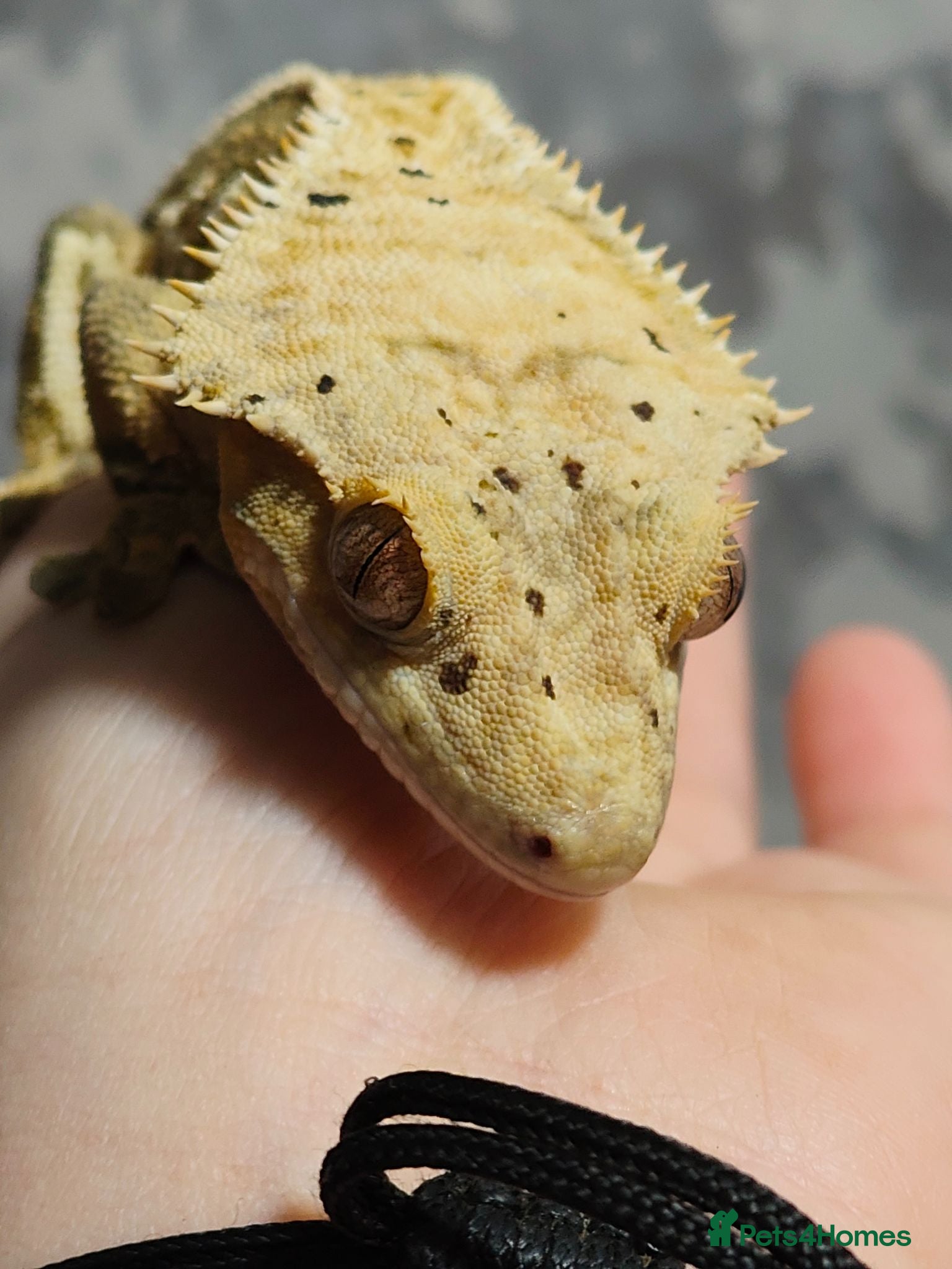 Gecko reptiles Stunning male crested gecko  - Advert 1
