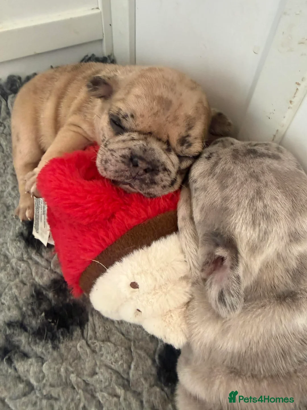 French Bulldog dogs for sale: French bulldog puppies  - Advert 12