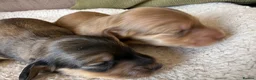 Miniature Dachshund dogs for sale: Stunning long hair  KC,PRA & BVA eye clear parents - Advert 23