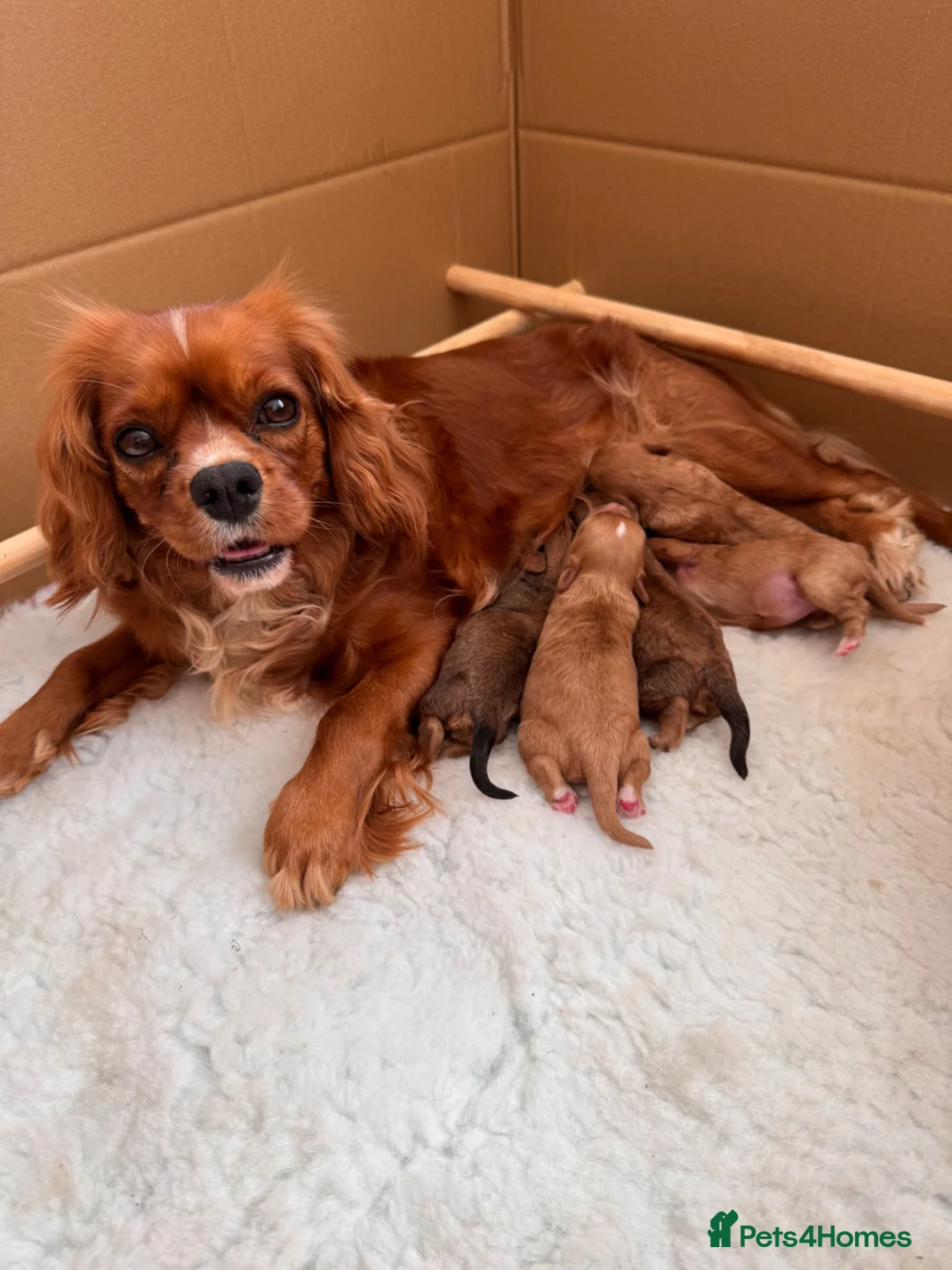 Cavapoo dogs for sale: 🐾🐶 F1 Cavapoo Puppies for Sale 🐶🐾 in Truro - Advert 2