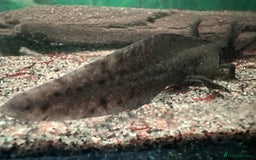 Axolotl reptiles for sale: Young Axolotls for sale - Image 5